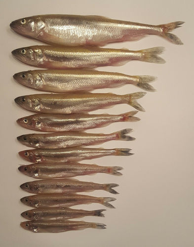 Köderfische Stinte Stint 5-20cm
